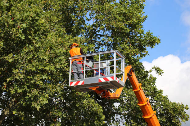 Best Tree and Shrub Care  in Kemah, TX